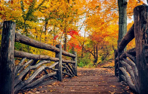 Дорога, осень, лес, листья, деревья, природа, парк, colors