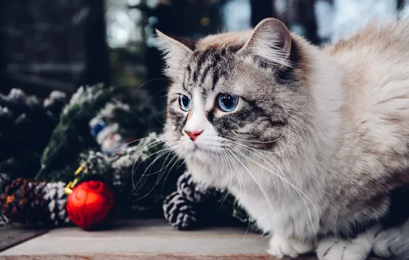 Кошка, кот, взгляд, поза, портрет, Рождество, Новый год, голубые глаза