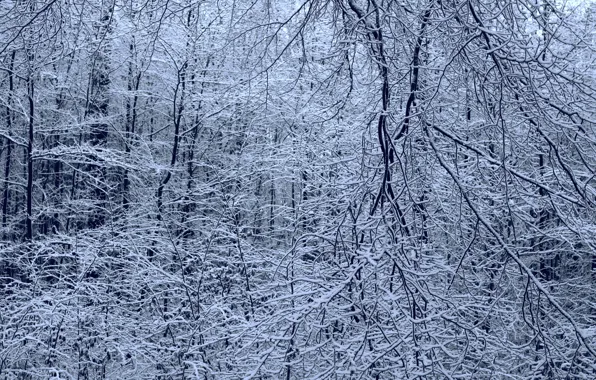 Зима, лес, снег, деревья, ветки, природа, Niklas Hamisch