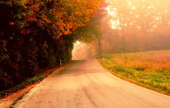 Картинка дорога, осень, деревья, туман, утро
