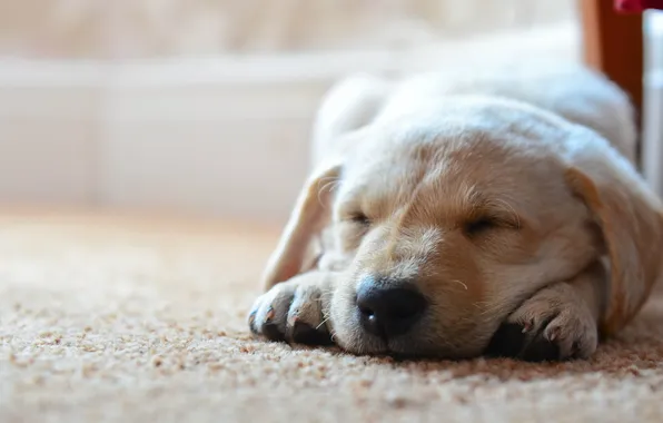 Картинка ковер, собака, спит, собачка, на полу