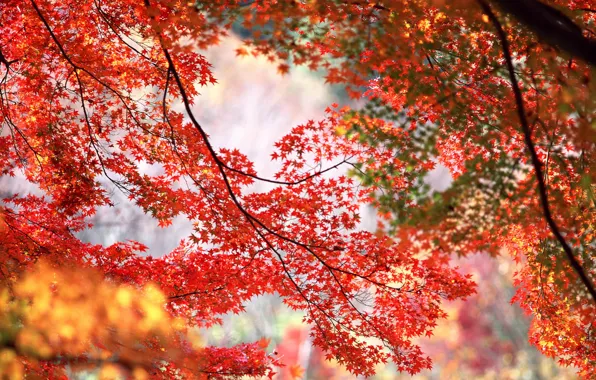 Картинка осень, деревья, ветки, красные, оранжевые, кленовые листья