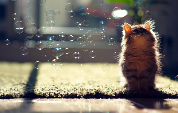 Картинка кошка, пузыри, Daisy, © Ben Torode, мыльные