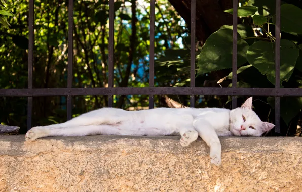 Картинка кошка, отдых, забор, лежит