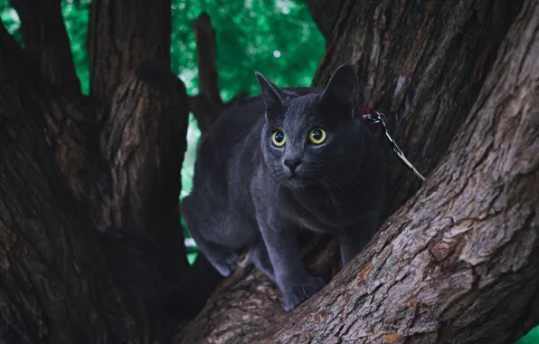 Кошка, кот, взгляд, серый, дерево, ствол, поводок, мордашка