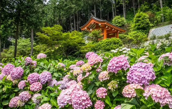 Деревья, цветы, Япония, храм, Japan, беседка, Kyoto, Киото