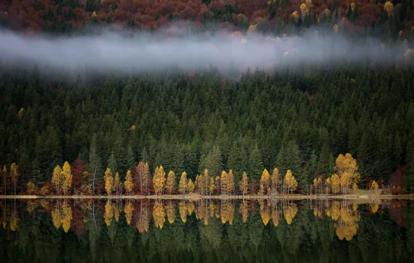 Картинка осень, лес, природа, туман, озеро, река