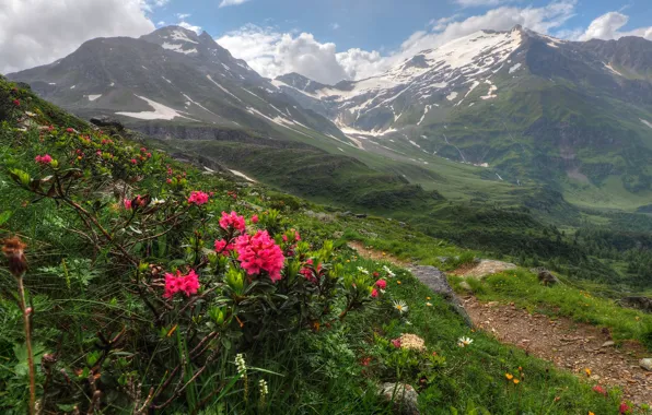 Картинка Цветы, Природа, Горы, Австрия, Панорама, Nature, Grass, Flowers