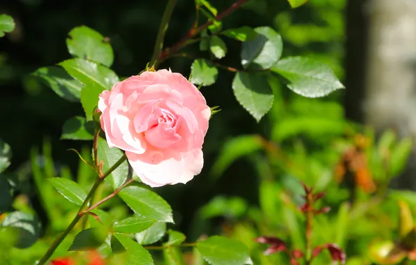Rose, flower, pink