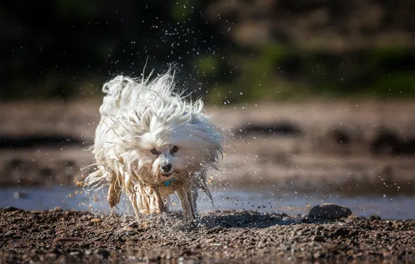 Взгляд, друг, собака