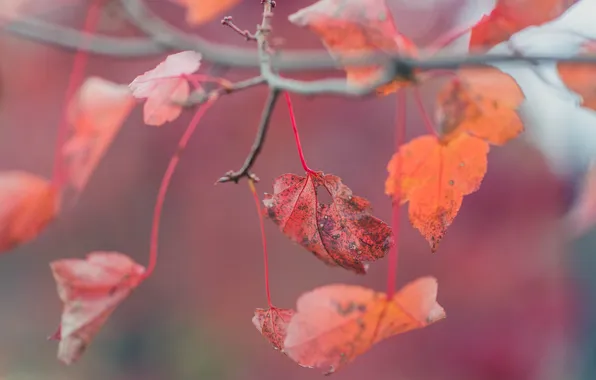 Осень, листья, красные, листочки