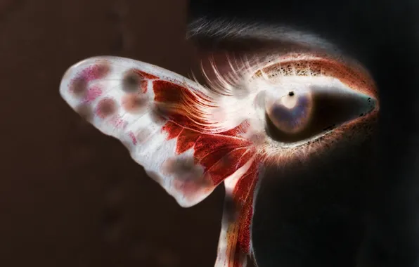Eyes, wings, sacred