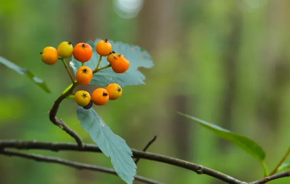 Fruit, leaf, small, twig