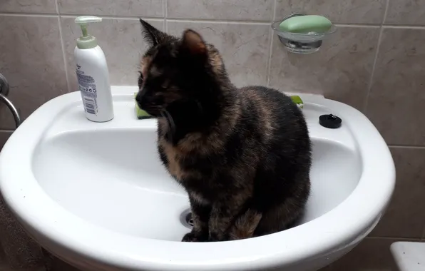 Cats, bathroom, wash-basin