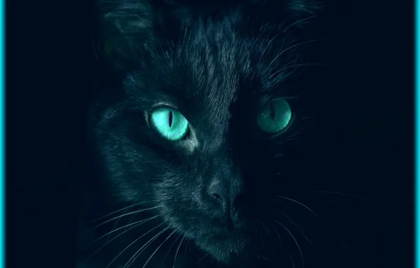 Картинка кошка, глаза, взгляд, цвет