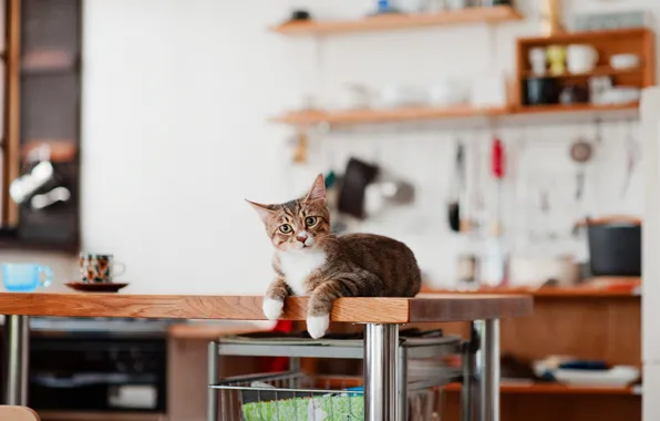 Картинка кошка, кот, взгляд, стол, кухня, посуда