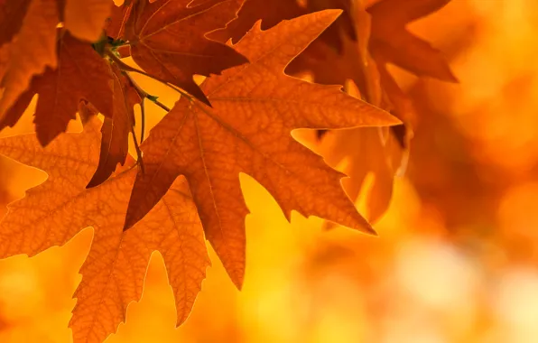 Картинка осень, листья, свет, лист, ветка, клен
