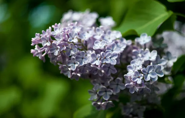Листья, весна, сирень