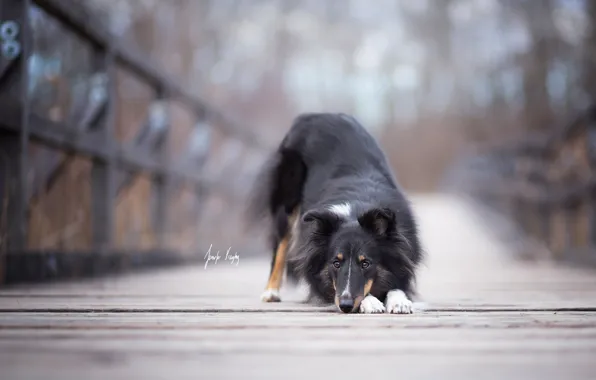 Взгляд, друг, собака