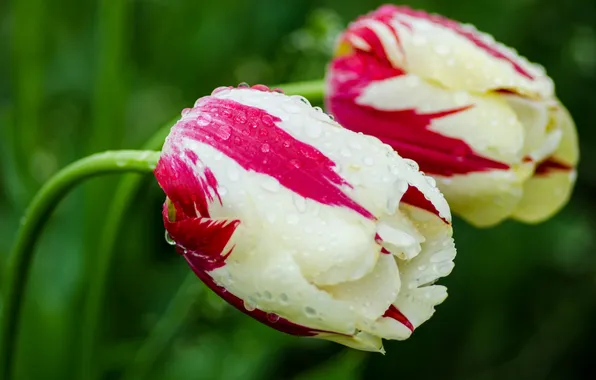 Капли, цветы, роса, весна, тюльпаны, дуэт, бутоны, клумба