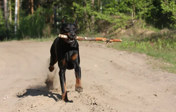 Картинка ветка, бег, клыки, палка, доберман, Dogs, Animals, teeth