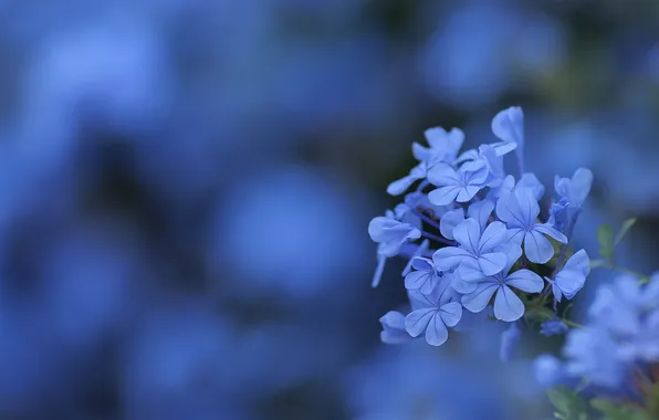 Картинка цветок, цветы, фон, размытость, голубые, соцветие