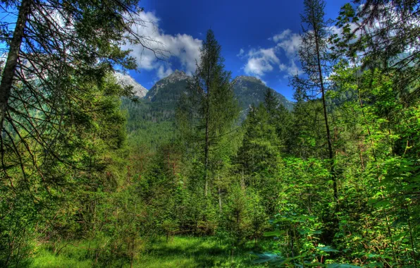 Лес, горы, природа, фото, HDR, Германия, Бавария