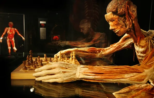 Шахматы, Гюнтер фон Хагенс, Gunther von Hagens, пластинация, шахматист
