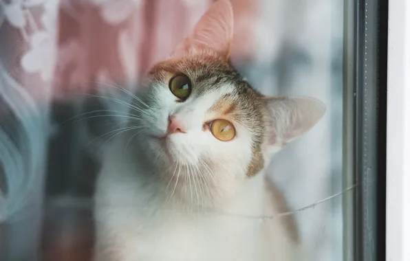 Кошка, кот, взгляд, стекло, поза, портрет, окно, занавески