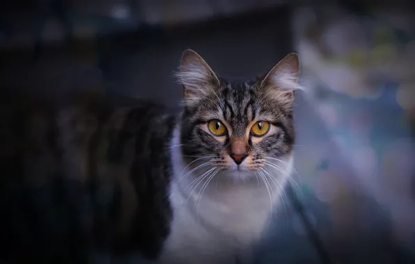 Кошка, кот, темный фон
