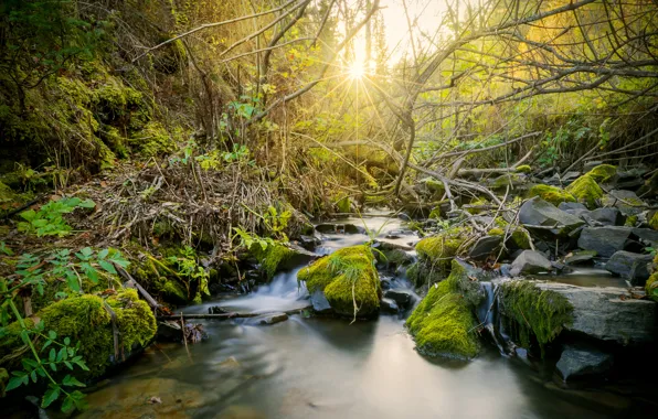 Деревья, пейзаж, природа, ручей, Вода, солнечные лучи, Красивый