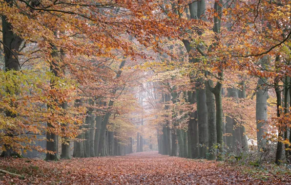 Картинка дорога, осень, лес, деревья, ветки, парк, Нидерланды, аллея