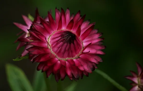 Flower, garden, purple, immortelle