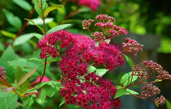 Цветы, Весна, Flowers, Spring