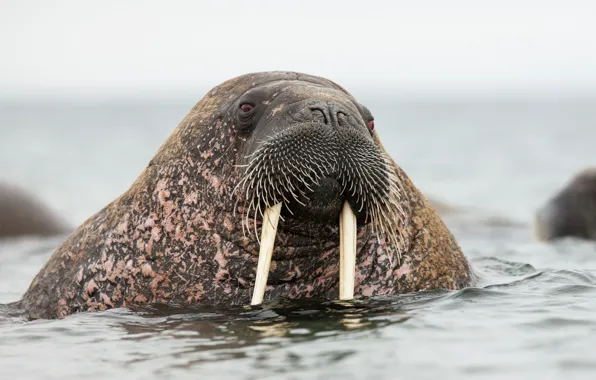 Норвегия, дикая природа, Norway, wildlife, Walrus, Svalbard, Шпицберген, Морж