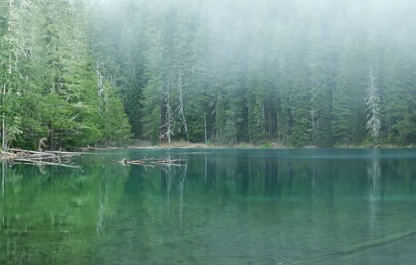 Картинка лес, вода, деревья, пейзаж, природа, туман, озеро, forest