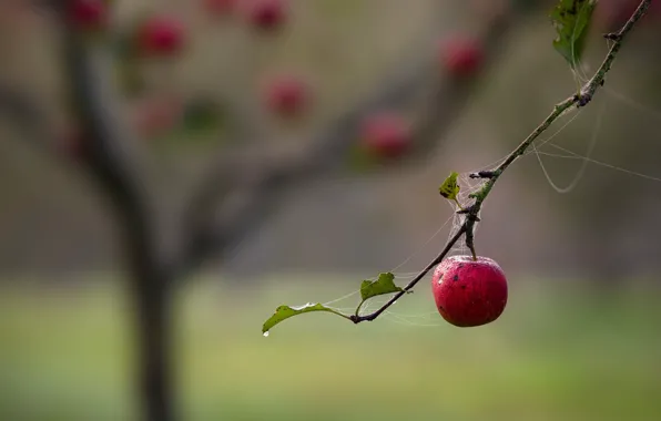 Картинка ветки, природа, яблоки, паутина