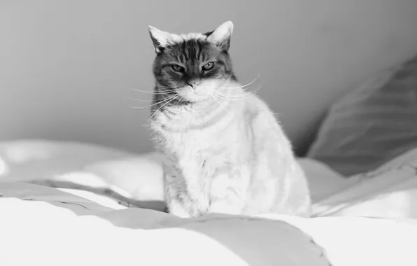 Кошка, кот, черно белая картинка