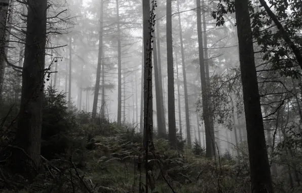 Лес, деревья, природа, туман
