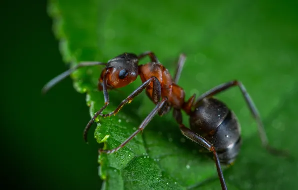 Макро, Муравей, Растения, Насекомое, Macro, Ant, Insect, Лапы