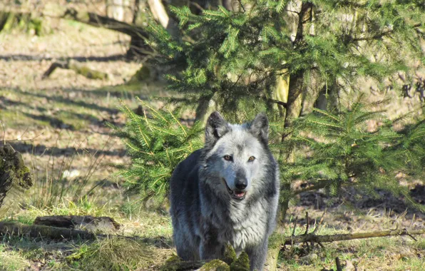 Картинка nature, snow, predator, face, animal, wolf, wildlife, portrait