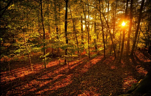Картинка осень, лес, листья, солнце, лучи, деревья, желтый