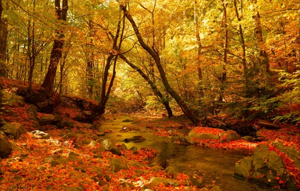 Картинка Осень, Лес, Ручей, Fall, Autumn, Colors, Forest