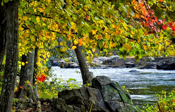 Картинка осень, листья, река, камни, дерево, поток