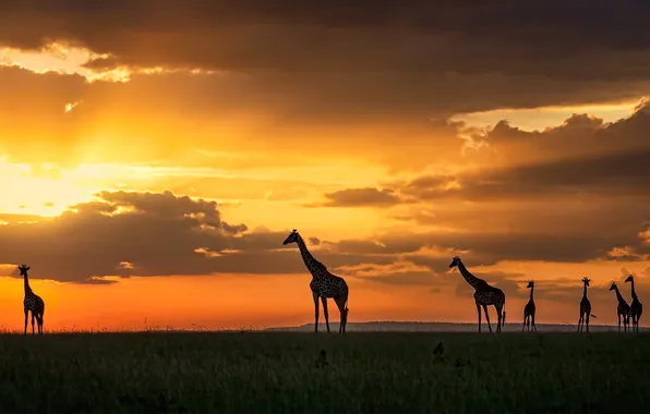 Закат, жирафы, Kenya, Masai Mara