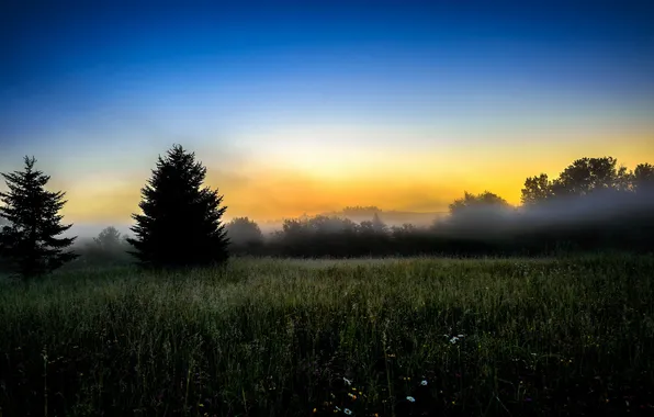 Картинка поле, пейзаж, природа, туман, утро