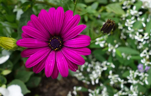 Violett, Blume, Blüte