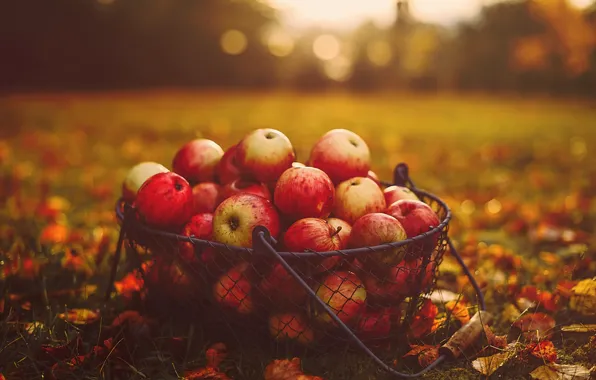 Осень, трава, листья, корзина, яблоки, еда
