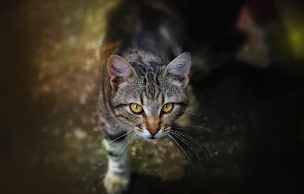 Кошка, кот, смотрит вверх