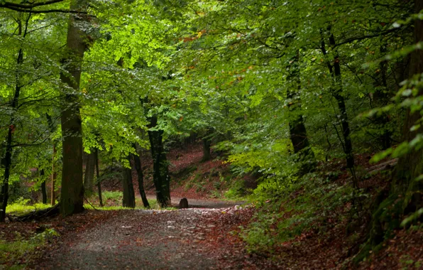 Картинка деревья, Лес, дорожка, forest, trees, path